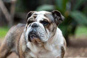 English Bulldog looking intently.