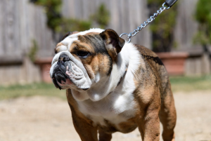 English Bulldog on a leash.