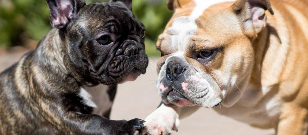 Interdigital Cysts in Bulldogs.