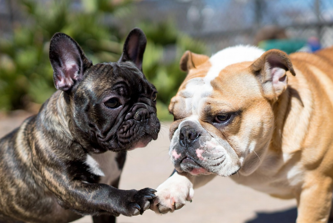 Interdigital Cysts in Bulldogs.